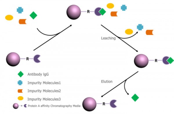 Protein A Affinity Chromatography Application - EPRUI Biotech