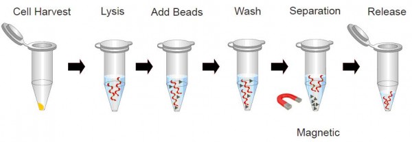 The Basic Principle Of Dnarna Extraction Eprui Biotech 